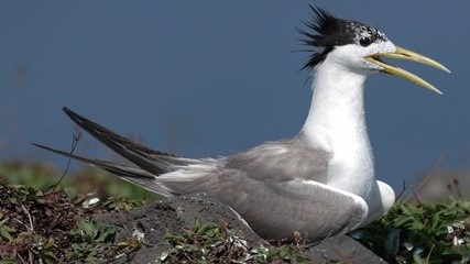 澎湖鳳頭燕鷗