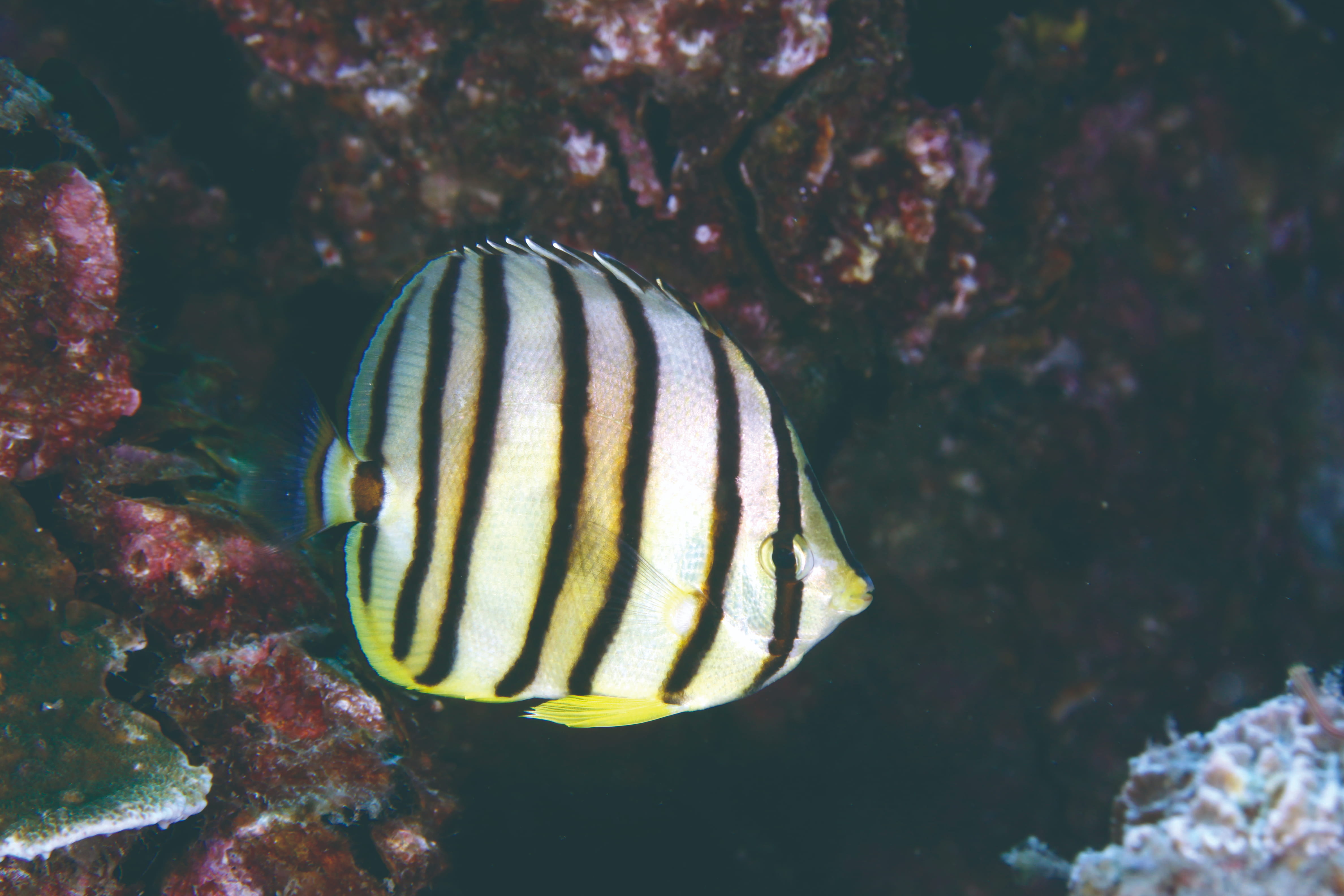 八帶蝴蝶魚