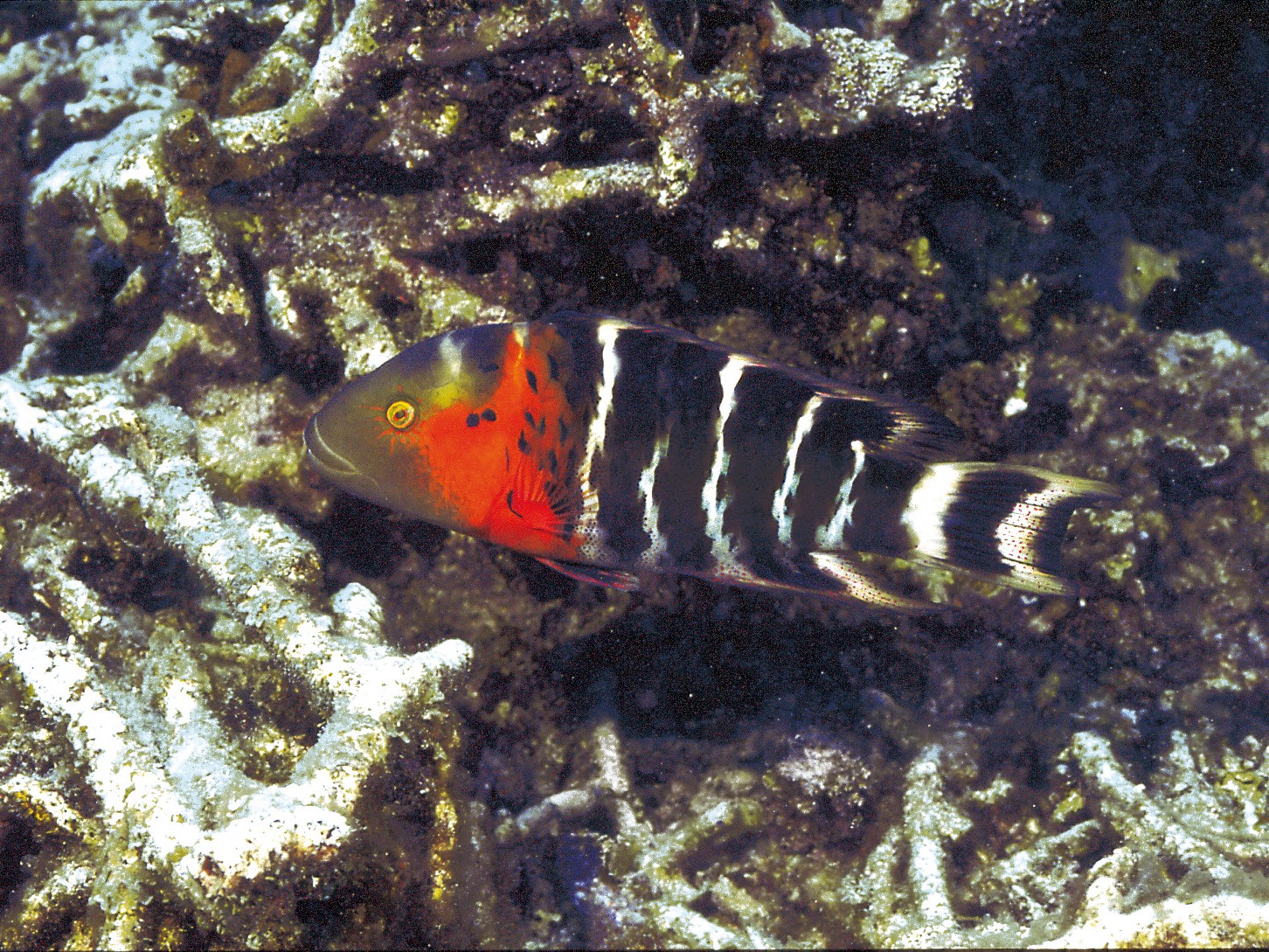 橫帶唇魚